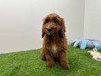 Cockapoo pups, Dieren en Toebehoren, Honden | Niet-rashonden, België, 8 tot 15 weken, Parvo, Meerdere
