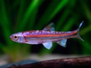 Te koop: Regenboog elrits (Notropis chrosomus)   beschikbaar voor biedingen