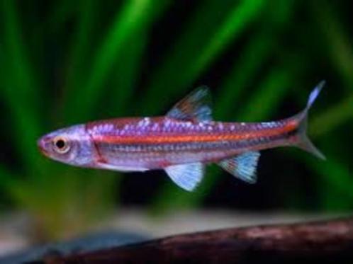 Te koop: Regenboog elrits (Notropis chrosomus), Dieren en Toebehoren, Vissen | Aquariumvissen, Zoetwatervis, Vis