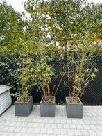 3 bamboes 200-250 met pot 40/40, Bloeit niet, Overige soorten, 100 tot 250 cm, Ophalen