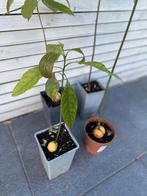 Plusieurs avocatiers d'un an sont disponibles, Tuin en Terras, Planten | Tuinplanten, Ophalen, Fruitplanten