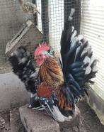 Koppel Chabo krieltjes, Dieren en Toebehoren, Meerdere dieren, Kip