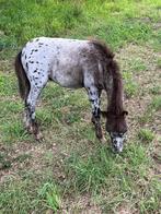 Shetlanders veulens te koop, Niet van toepassing, 0 tot 2 jaar, Hengst, A pony (tot 1.17m)