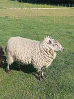1-jarige ram, Dieren en Toebehoren, Schapen, Geiten en Varkens