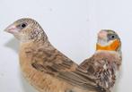 Bandvinken, Dieren en Toebehoren, Vogels | Overige Vogels