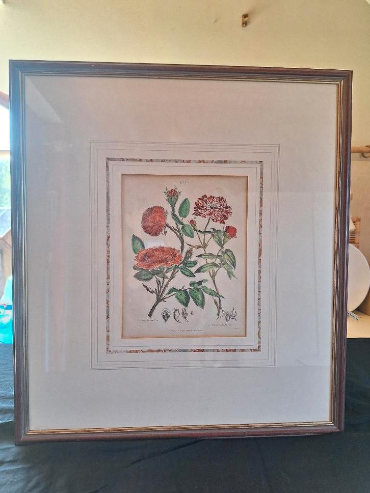 Aquarel van rozen, Antiek en Kunst, Kunst | Schilderijen | Klassiek, Ophalen