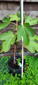 Vijgenbomen, Tuin en Terras, Ophalen, Minder dan 100 cm, In pot, Vijgenboom