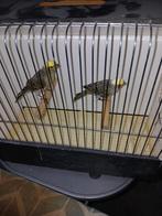 Lizard blauw of schimmel, Dieren en Toebehoren, Vogels | Kanaries, Meerdere dieren, Postuurkanarie