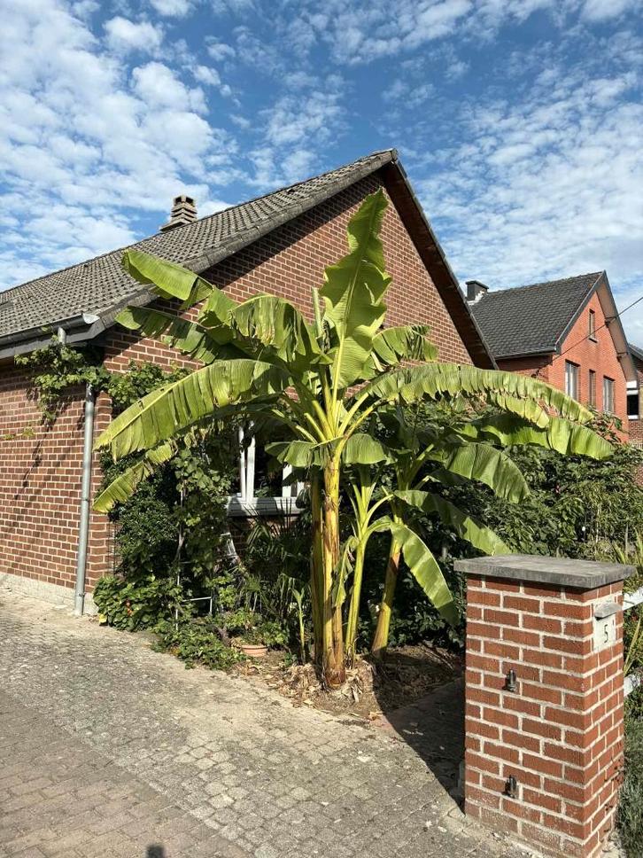 Bananiers extérieur Musa Basjoo, Jardin & Terrasse, Plantes | Arbres, Été, Enlèvement