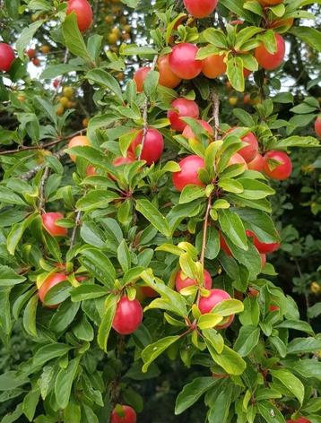 Verse rode pruimen uit eigen tuin
 beschikbaar voor biedingen