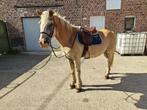 Bomproof kinderpony, Dieren en Toebehoren, Pony's, Ruin