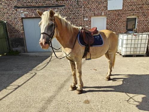 Bomproof kinderpony, Dieren en Toebehoren, Pony's, Ruin