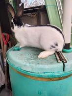 Prachtige reuzevlinders 5mnd oud., Dieren en Toebehoren, Juli