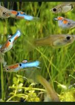 Endler guppy Japan Blue, Dieren en Toebehoren, Ophalen of Verzenden, Zo goed als nieuw