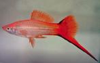 Zwaarddragers, Dieren en Toebehoren, Vissen | Aquariumvissen, Vis, Zoetwatervis