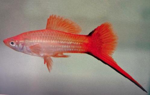 Zwaarddragers, Dieren en Toebehoren, Vissen | Aquariumvissen, Zoetwatervis, Vis