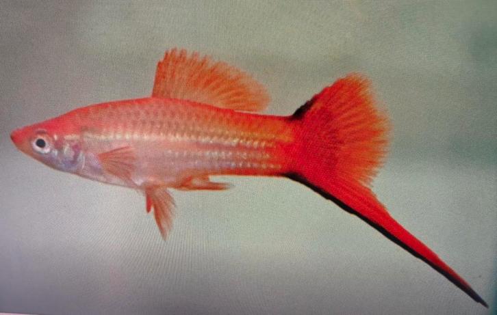 Zwaarddragers, Dieren en Toebehoren, Vissen | Aquariumvissen, Zoetwatervis, Vis