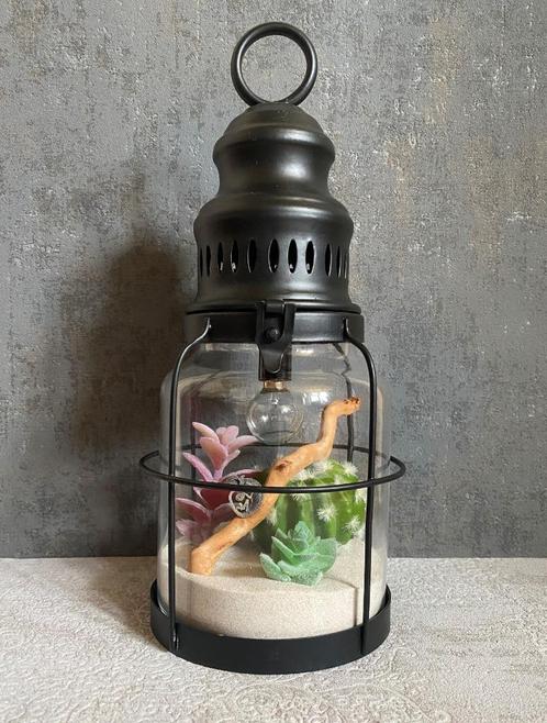 Gemummificeerde kameleon in lamp, Verzamelen, Dierenverzamelingen, Ophalen