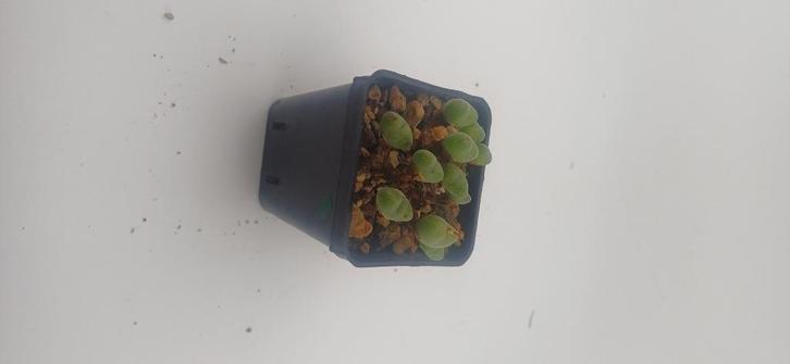 conophytum ssp, Huis en Inrichting, Kamerplanten, Vetplant, Minder dan 100 cm, Groene kamerplant, Volle zon, Ophalen of Verzenden