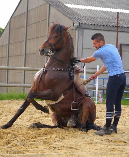 Uitpakken, Dieren en Toebehoren, Paarden, Meerdere dieren, Niet van toepassing, 170 tot 175 cm, 11 jaar of ouder, Recreatiepaard