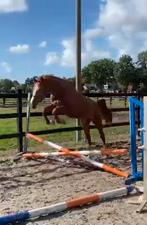 Blue Hors Satiano 2.5 jarige, Dieren en Toebehoren