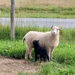Te koop: 2 x ouessant ooien met lam