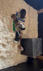 Mannelijke cavia’s te koop!, Dieren en Toebehoren, Knaagdieren, Cavia, Mannelijk, Mei, Tam