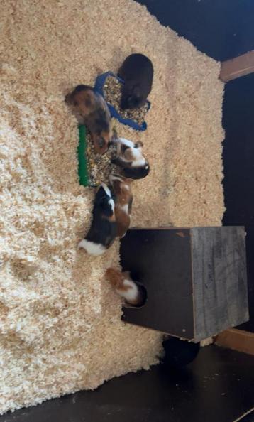 Mannelijke cavia’s te koop! beschikbaar voor biedingen