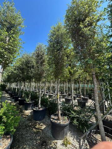 Quercus ilex steeneiken | Groenblijvende bomen in maten beschikbaar voor biedingen