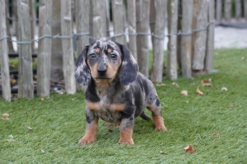 Prachtige kortharige dwergteckel pup (teefje), Dieren en Toebehoren, Honden | Teckels en Dashonden, Meerdere dieren, Korthaar