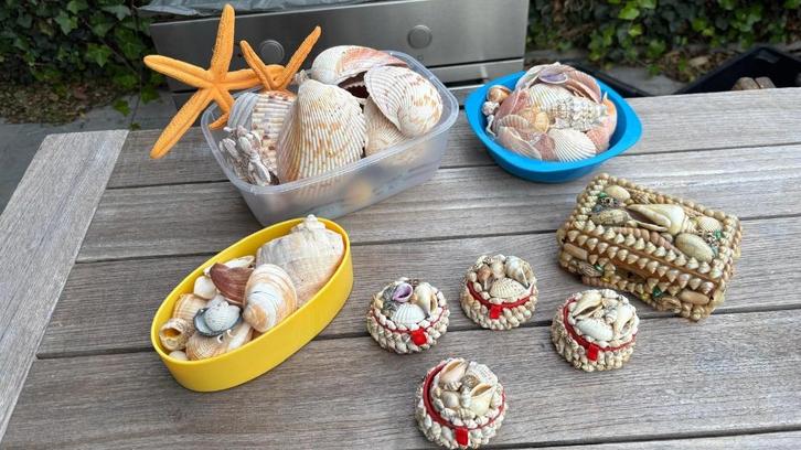 Diverse schelpen, Antiek en Kunst, Curiosa en Brocante, Ophalen of Verzenden