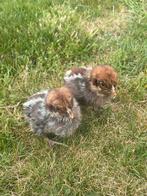 Schattige kuikentjes, Dieren en Toebehoren