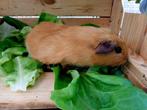 Cavia beertjes, Dieren en Toebehoren, Knaagdieren, Mei, Cavia