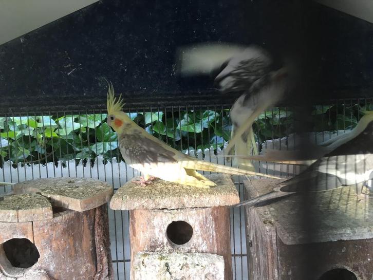 KWEEKKOPPELS WILDKLEUR VALKPARKIETEN VANAF 50 EURO/KOPPEL, Dieren en Toebehoren, Vogels | Parkieten en Papegaaien, Parkiet, Meerdere dieren