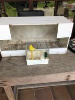 kanarie, Dieren en Toebehoren, Vogels | Kanaries, Mannelijk, Zangkanarie