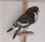 Spaanse moroncelo kroppers, Dieren en Toebehoren