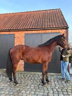 5 jaar oude Dominator ruin, Dieren en Toebehoren, Paarden, Springpaard, Gechipt, Ruin, Zadelmak