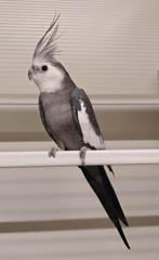 Valkparkiet man, Dieren en Toebehoren, Vogels | Parkieten en Papegaaien, Mannelijk, Parkiet