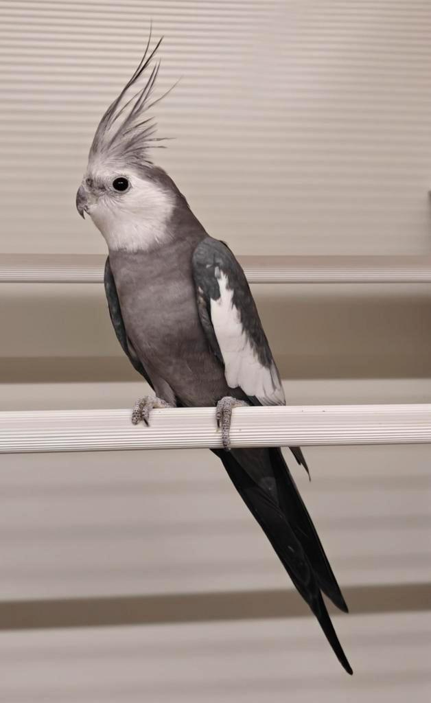 Valkparkiet man, Dieren en Toebehoren, Vogels | Parkieten en Papegaaien, Parkiet, Mannelijk