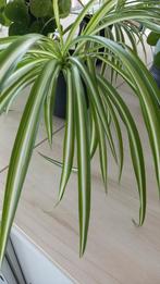 Graslelie/pannenkoekenplant in sierpot, Huis en Inrichting, Overige soorten, Minder dan 100 cm, Halfschaduw, In pot