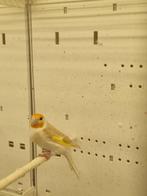 Chardonneret major, Dieren en Toebehoren, Vogels | Overige Vogels, Mannelijk, Geringd