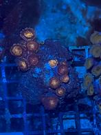 Zoanthus pink & gold, Dieren en Toebehoren, Vissen | Aquaria en Toebehoren, Ophalen