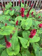 Duizendknoop, Tuin en Terras, Planten | Tuinplanten, Ophalen, Bodembedekkers, Vaste plant, Halfschaduw