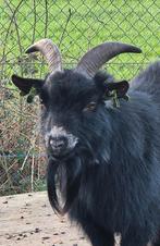 Mooie bok, Dieren en Toebehoren, Mannelijk, Geit, 0 tot 2 jaar