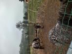 Te koop Appaloosa leopard mare Shetland, Dieren en Toebehoren, Merrie