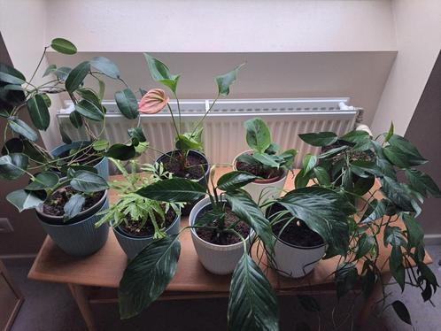 Collectie van heel mooi planten, Huis en Inrichting, Kamerplanten, Ophalen