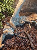 Nakweek Stekelstaartvaranen  - red ackie, Dieren en Toebehoren, Reptielen en Amfibieën, Amfibie