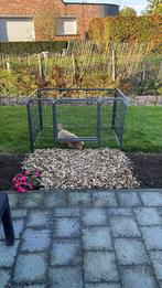 Honden ren, Dieren en Toebehoren, Ophalen