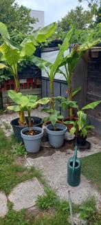 Bananenbomen., Ophalen