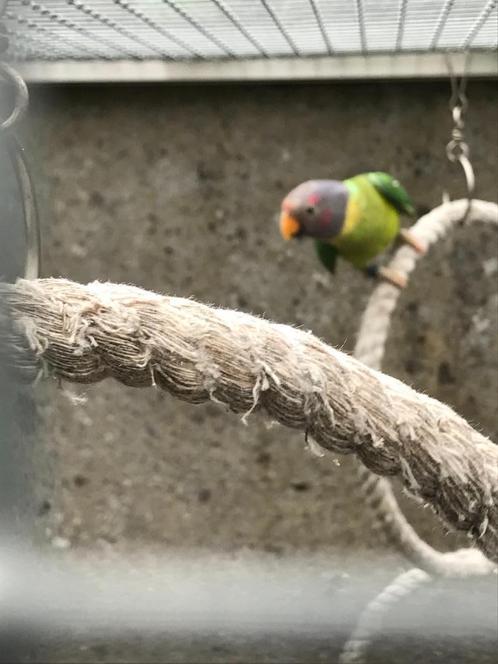 3 paren met pruimenkop, Dieren en Toebehoren, Vogels | Parkieten en Papegaaien, Vrouwelijk